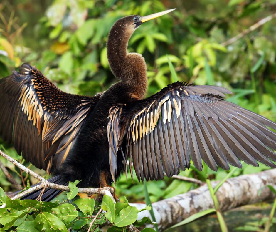 Anhinga drying its wings on a Tortuguero birdwatching tour
