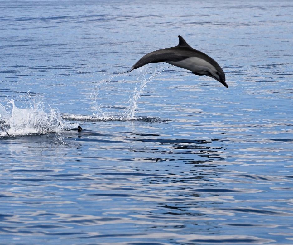 Dolphin leaping out of the water on a dolphin watching tour