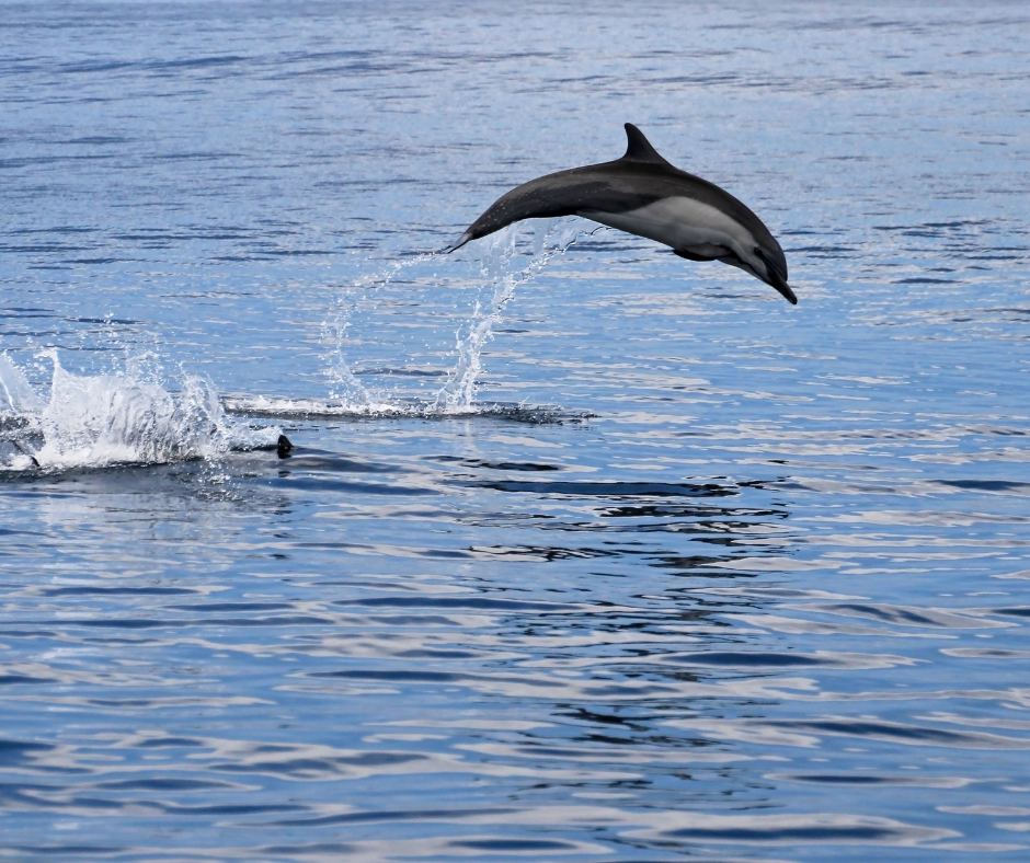 Dolphin Watching – Marino Ballena National Park in Corcovado & Marino Ballena, Costa Rica