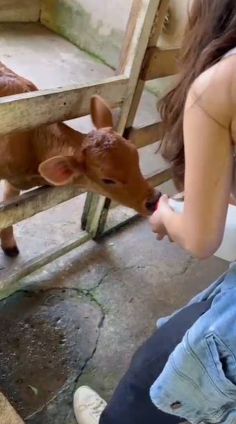 Guest feeding a baby calf on a local farm tour