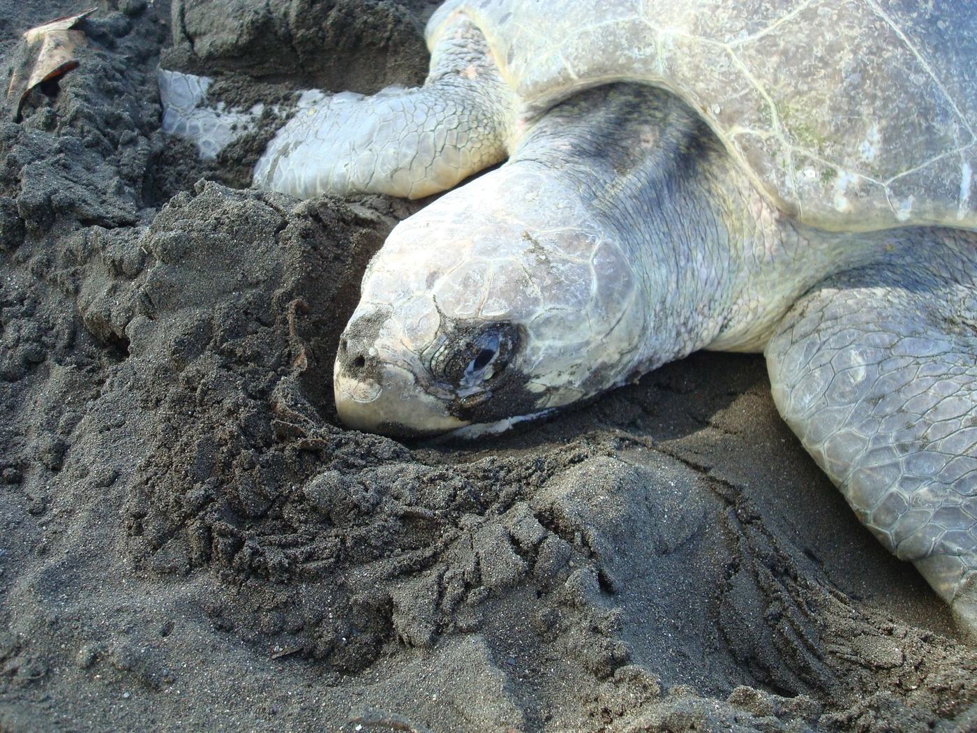 Sea turtle nesting on the beach in Tortuguero
